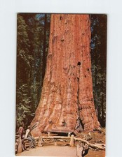 Postcard General Sherman Tree, Sequoia National Park, Three Rivers, California
