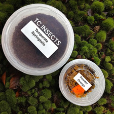 Bioactive Combo  25 Powder Orange Isopods  8Oz Coco Temperate Springtails  Li