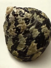 magpie shell or Cittarium pica