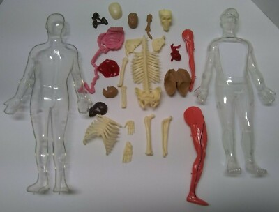 2008 SmartLab 06428 Squishy Human Body Parts | eBay
