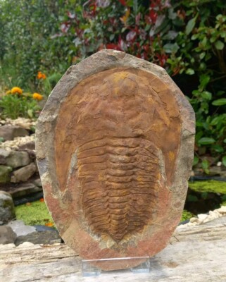 Fossil Cambropallas Trilobite - Morocco - Devonian