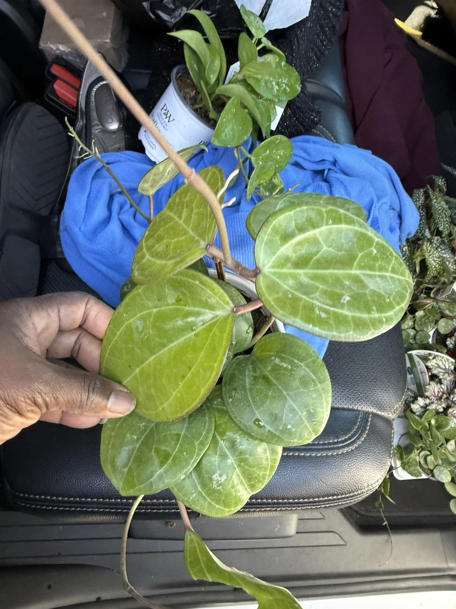 Hoya Houseplants for sale | eBay