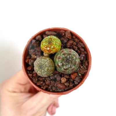 Euphorbia obesa pot of 3 different colours AW4 - Baseball plant | Basketball pla