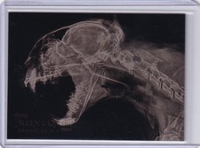 Bobcat 2024 Topps Allen & Ginter X-Ray #XR-8