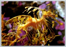 Postcard Leafy Sea Dragon  at Monterey Bay Aquarium 2003 44A
