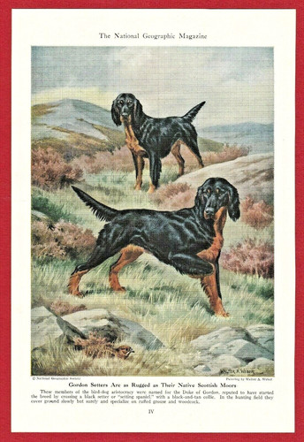 1947 Dog Print Illustration ~ GORDON SETTER~ Scottish breed ~ Walter A.Weber Art