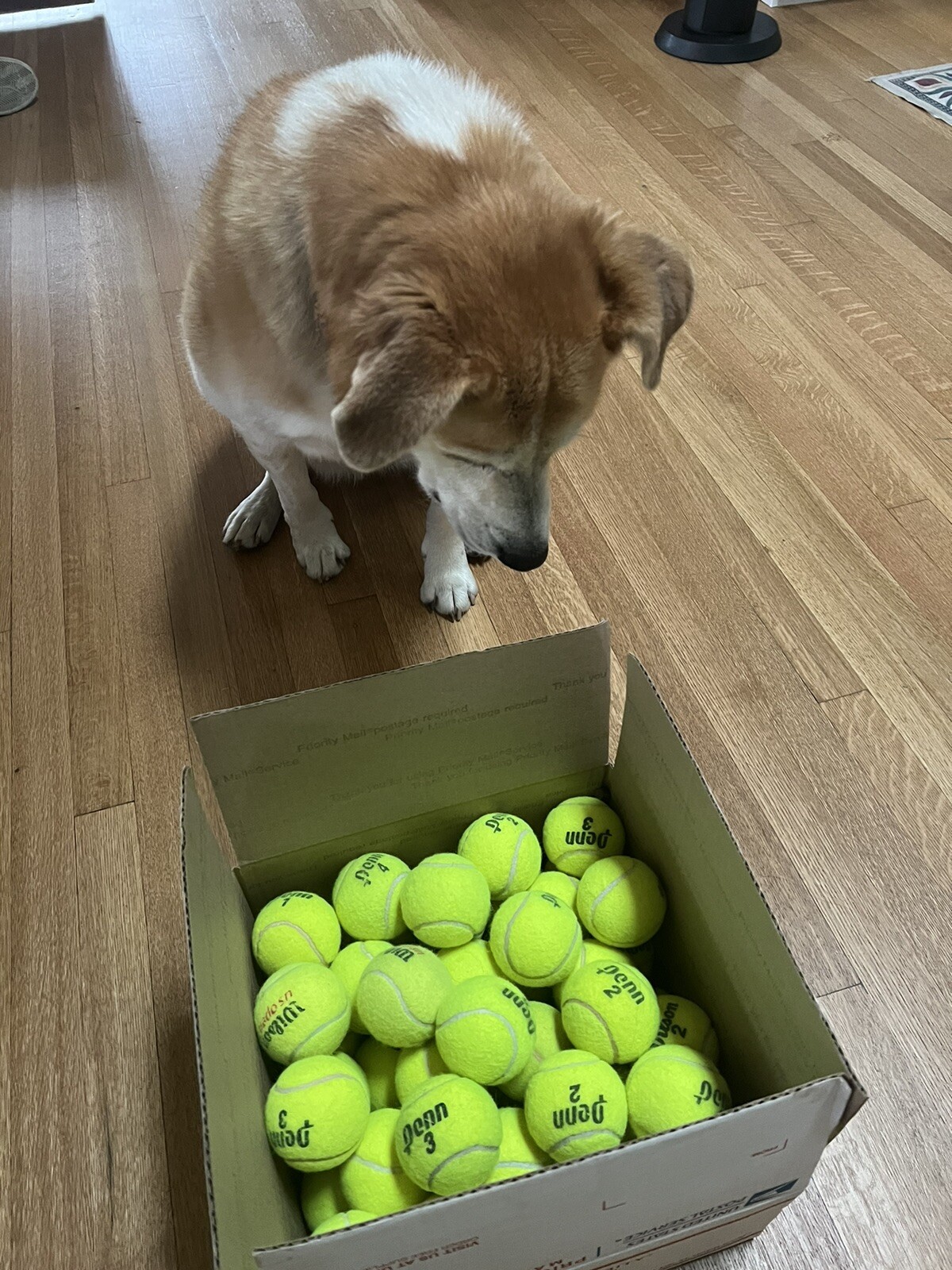 50 Used yellow Tennis Balls Dog Chair Crafts Balls eBay