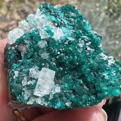 Dioptase Kristall Cluster Tsumeb Mine Namibia Ex Gregory Bottley und Lloyd