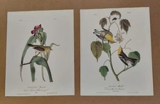 2 Audubon Octavo 1st Ed Warbler Pl 83 Small-headed Flycatcher Pl 67 Book Prints