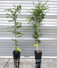 California only!! Australian Finger Lime Tree,  25-36 inches grafted plant.