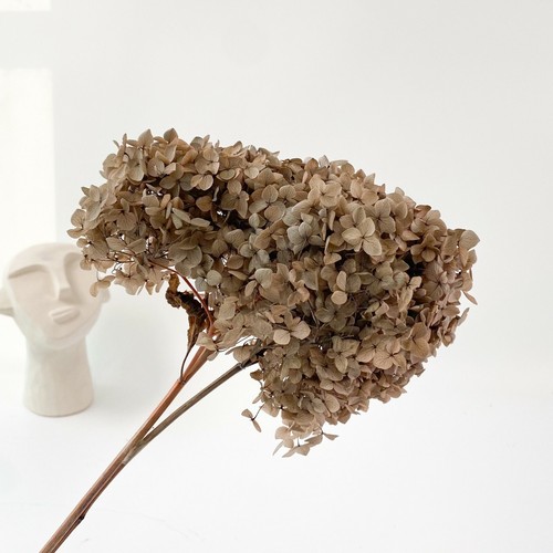 Preserved Small Leaf Hydrangea Natural Dried Flowers Wedding Bouquet Decor - Picture 45 of 50