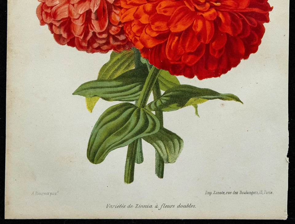 1864 - Zinnia à fleurs doubles - Gravure ancienne de fleur en couleurs - Photo 3/3