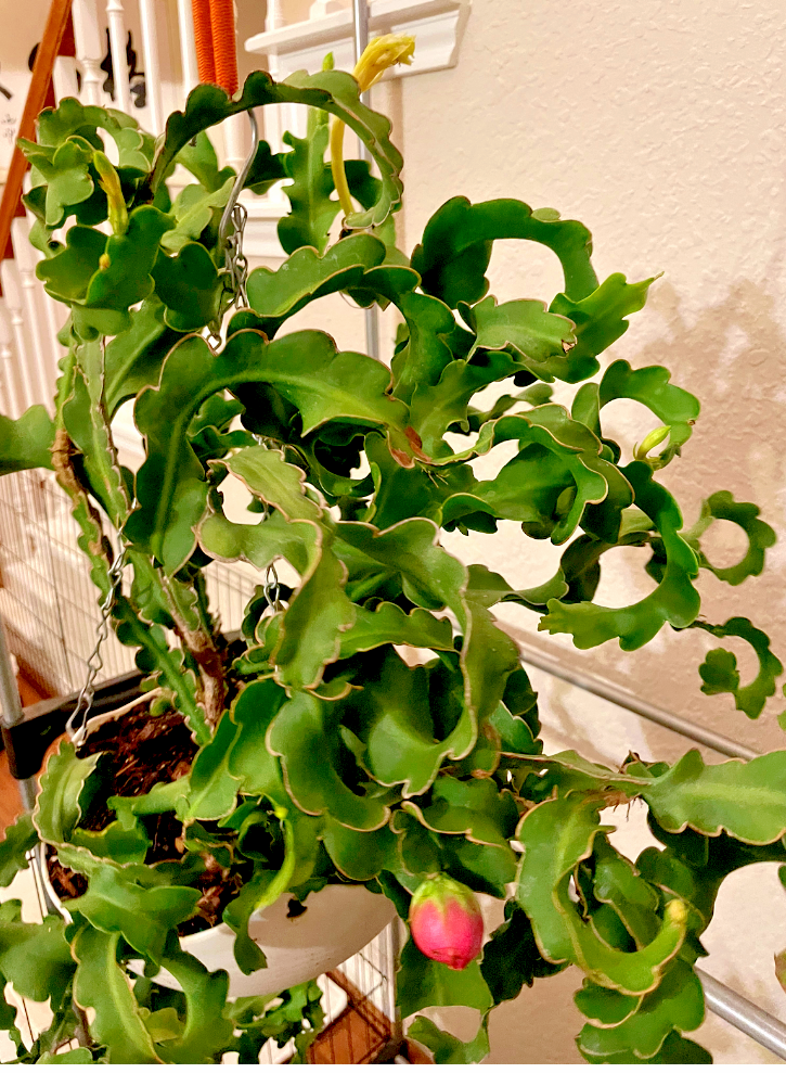 Epiphyllum Guatemalense Monstrose CURLY LOCKS Orchid Cactus in4" Pot | eBay
