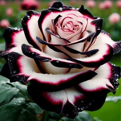 About 100Pcs/pack Mixed Color RoseSeeds Rare Exotic Plant Garden FlowerSeeds
