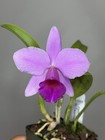 NEW! Unreleased 2027 Cattleya (L. Praestans x Sc. Lana Coryell) SVO 11383 — photo 4