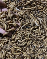 Live Superworms 250 Reptile Food Feeders
