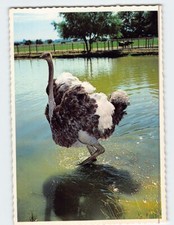 Postcard Female Ostrich in Full Plumage Wading through Farm Pond