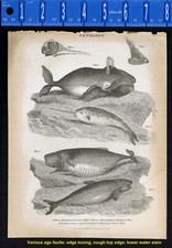 WHALES: Cetology; Greenland Spermaceti Grampus whales; Unicorn Fish - 1830 Print