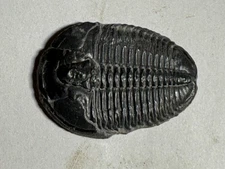 LARGE ELRATHIA TRILOBITE FOSSIL#1