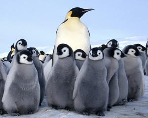 emperor penguin ice bucket