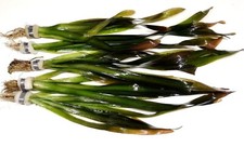 Vallisneria Gigantea "Giant