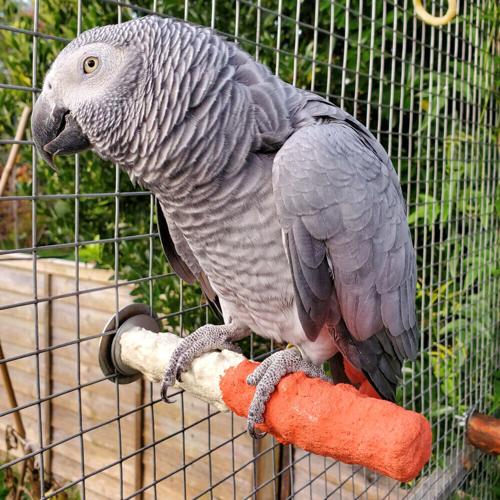 Edible Calcium Parrot Perch - Medium