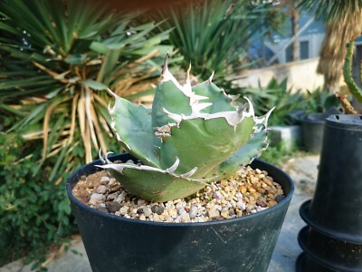 Agave Titanota, Wild Clone, 29cm, Super Wide, Agave Oteroi, Agave Oaxaca Wild