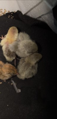 Button Quail chicks 