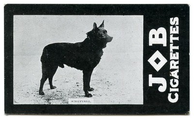 SCHIPPERKE Belgian Barge Dog Societe Job Cigarette Card 1911 Rare ''Bapton Jack''