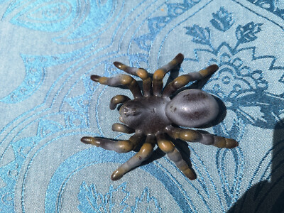 Bullyland Vogelspinne klein 8 x 7 x 2,5 cm Rarität - neu und unbespielt
