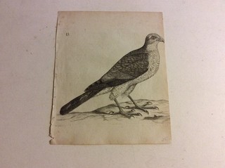 Birds 6 copperplate engravings Jacob Christian Schäffer Regensburg ca 1770 Lutr