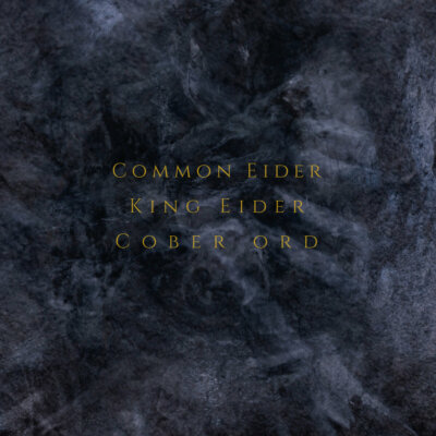 COMMON EIDER, KING EIDER & COBER ORD Palimpseste CD A5 Digipack 2020