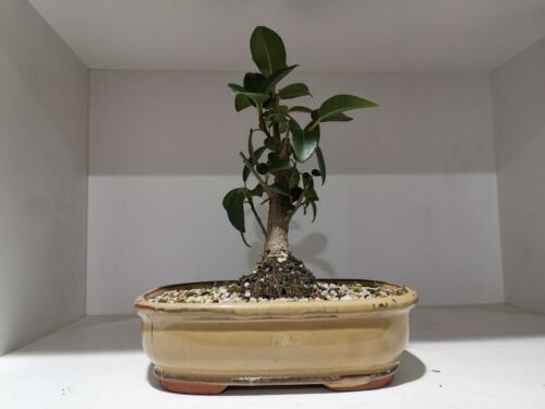 Terreno Per Bonsai - Cura Bonsai - Foto 4