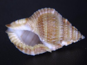 BURSA "BUFONARIA" GNORIMA: RARELY SEEN FOR SALE @ 37.64MM! FROM 30yr AGO!