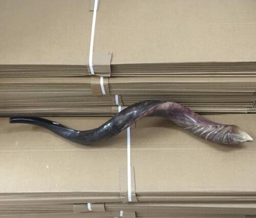 Yemenite Kudu Horn Jewish Shofar Half Polished Natural 40 - 42 Inch XXL + GIFT - Picture 9 of 13
