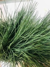 100g Herbal Quality White Pine Needle Tea Pines Christmas Decoration Loose Leaf