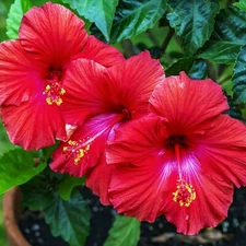 🌺🌺 MADAGASCAR HIBISCUS MOSCHEUTOS Hibiscus Starter Seeds Rose Of Sharon HS6819