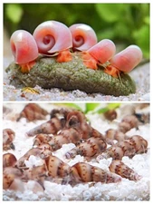 Freshwater Live Snail Combo (Ramshorn + Malaysian Trumpets)  (8 Each) 