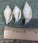 Strombus Fusiformis Seashell Beach Decor Beach Collectibles Lot Of Three — photo 3