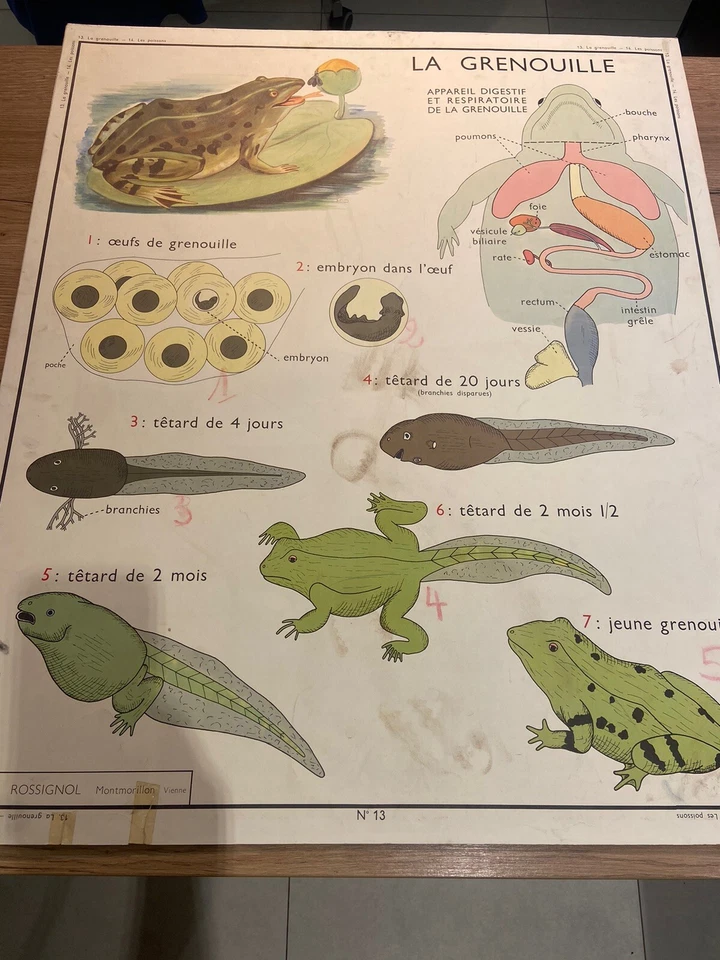 Carte Affiche Scolaire Rossignol : La Grenouille, La Perche - Photo 1/2