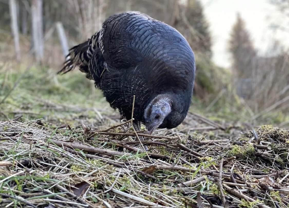 Norfolk Bronze Turkey Hatching Eggs (6 Eggs) eBay