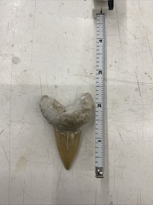 #ad #ad Shark Tooth Fossil Not Megalodon? $69.00