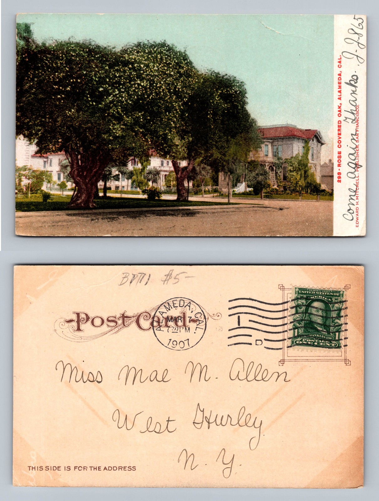 Vintage 1907 Moss Oak Tree Scene Postcard Alameda California