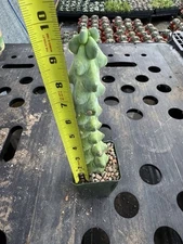 Myrtillocactus geometrizans cv. fukurokuryuzinboku, "Boobie" cactus plant