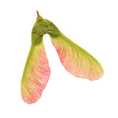 45 Great Purple Canadian Maple Seeds | eBay