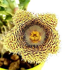 Talea Senza Radici Huernia Hystrix Fiore in foto da WEB, Pianta Orbea Stapelia