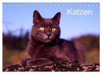 Katzen (Tischkalender 2027 DIN A5 Quer), Calvendo Monatskalender
