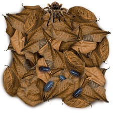 SunGrow 50 Pack Leaf Litter for Spider, Cricket Isopod, Mini Catappa Brown