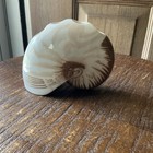 Nautilus Seashell Shaped Toothbrush Holder Bathroom Better Homes And Gardens