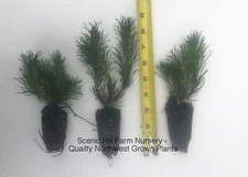 3 Dwarf Swiss Mountain Pine (Pinus mugo, pumilio) - Bonsai or Landscape